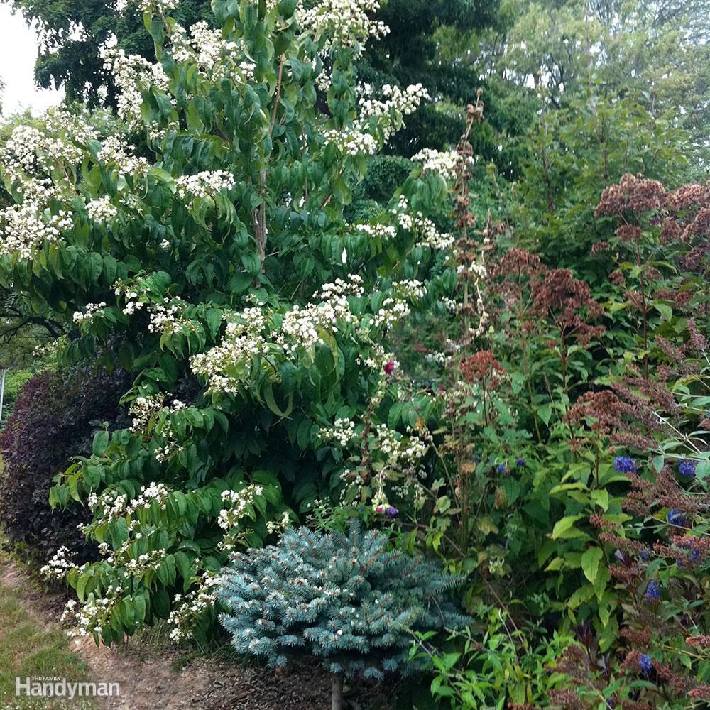 DFH17APR058-_heptacodium