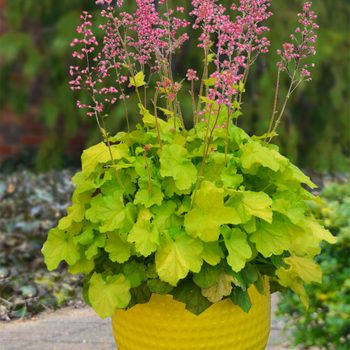 Primo 'Pretty Pistachio'