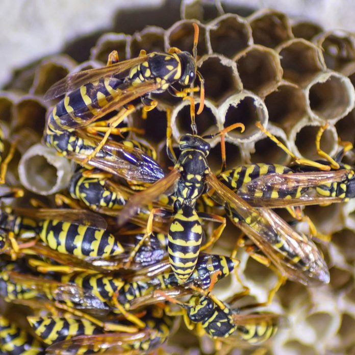 wasps