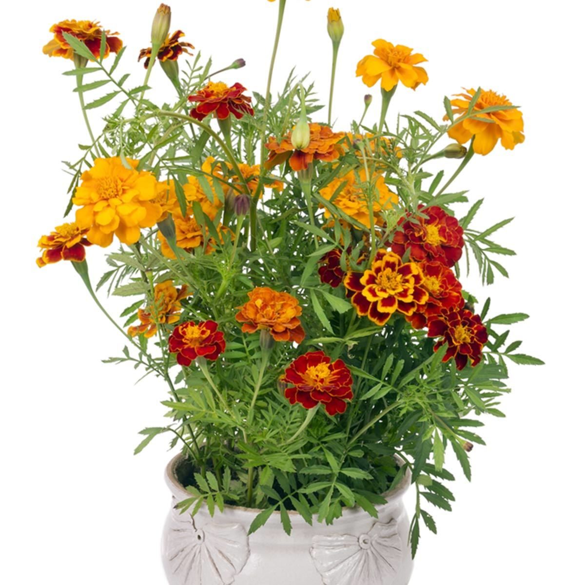 Marigolds