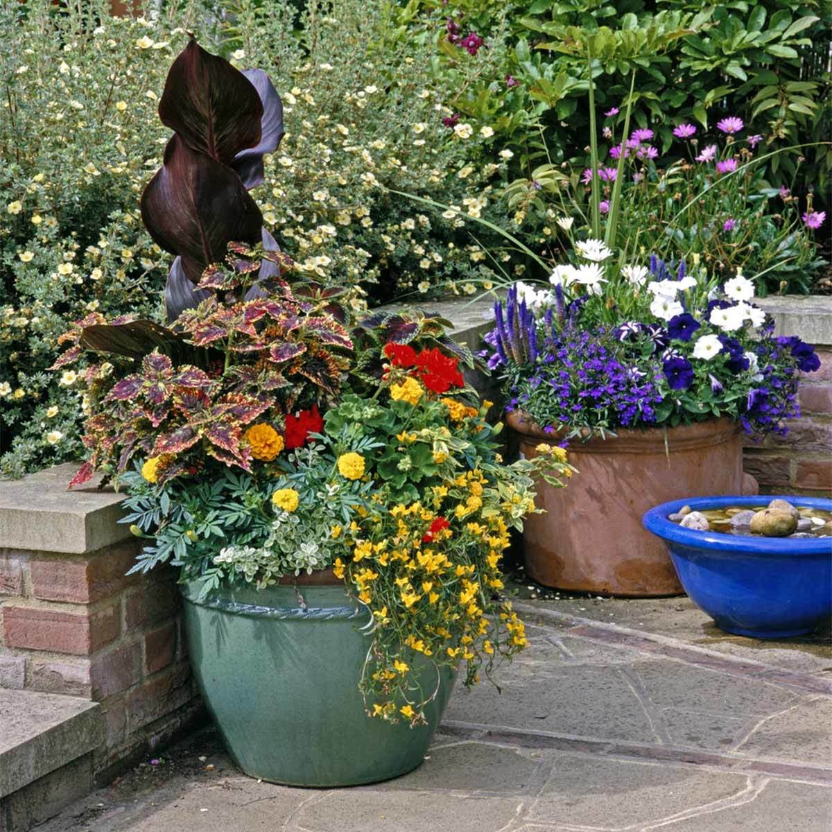 Coleus and Canna