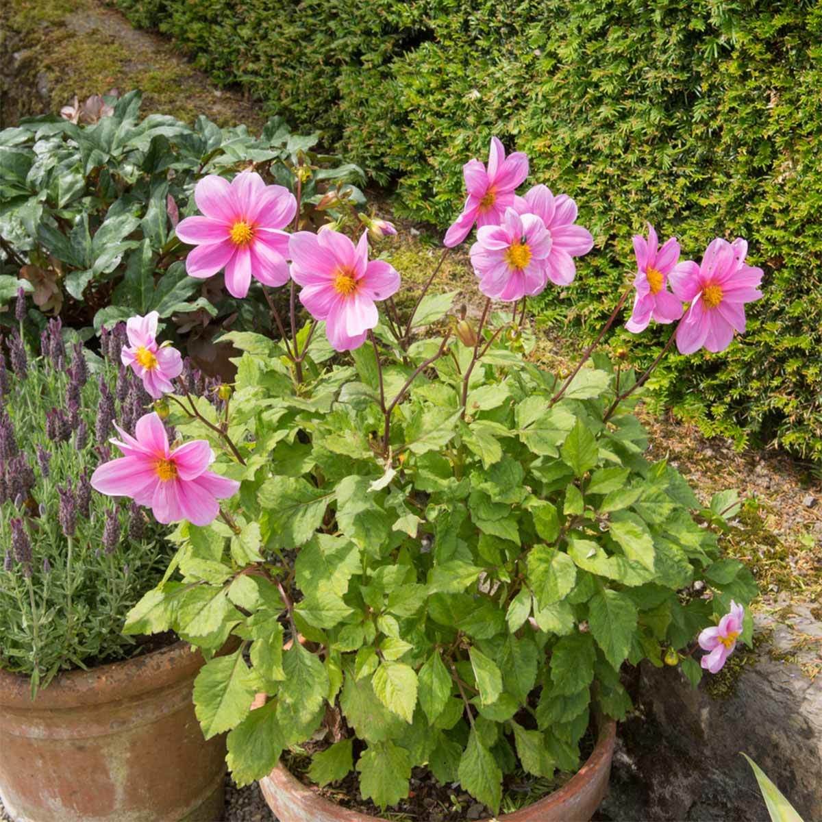 Dahlia