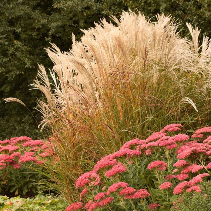 shutterstock_176612621 Maiden grass
