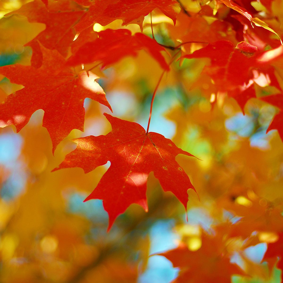 Sugar maple