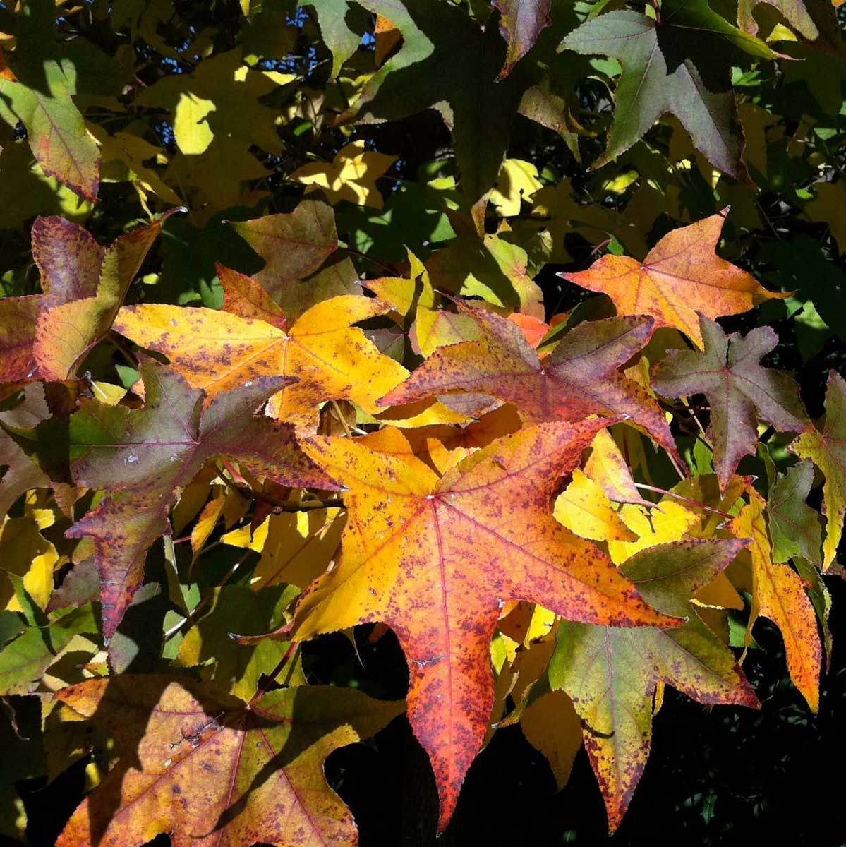 Sweet gum