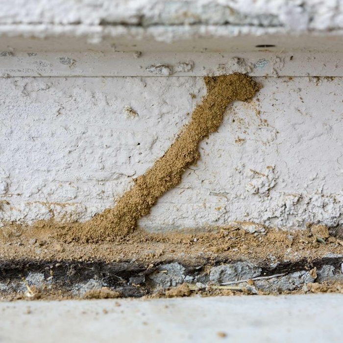 A termite mud tunnel extends along a white wall's base, indicating active tunneling in a home environment, with dirt scattered nearby.