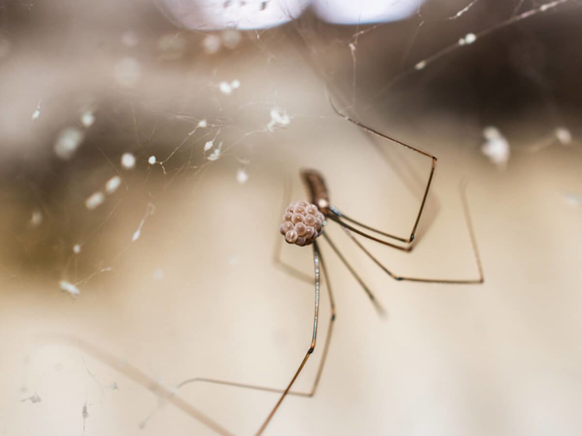 Keep Spiders Away