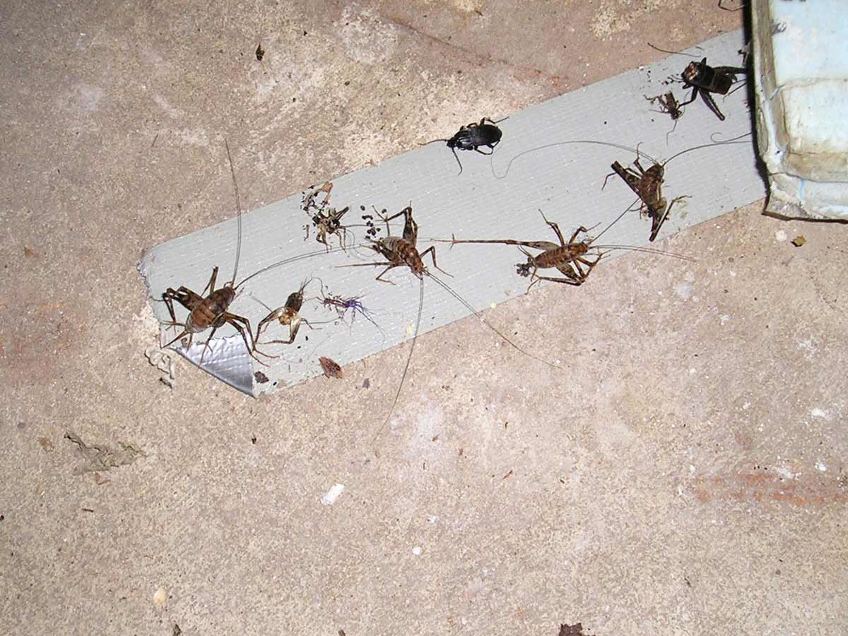 Cricket Trap