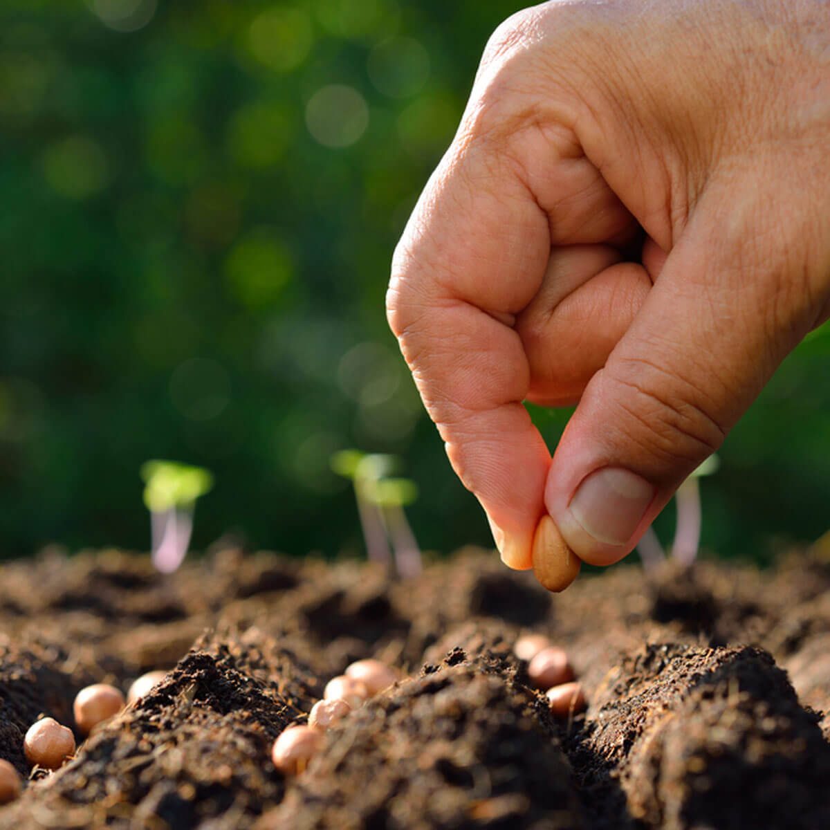 planting seeds gardening 