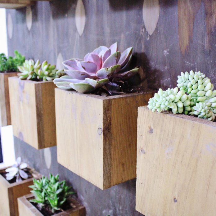 Sunroom Succulent Wall