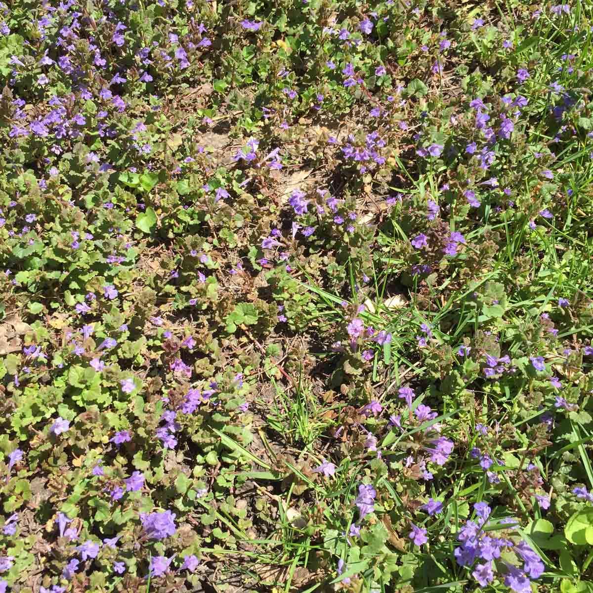 weedy lawn