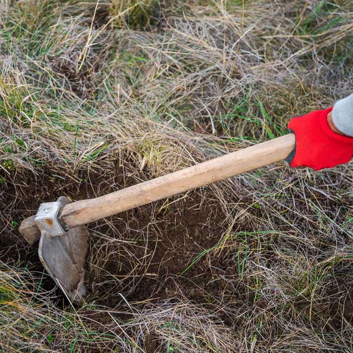 axe grass