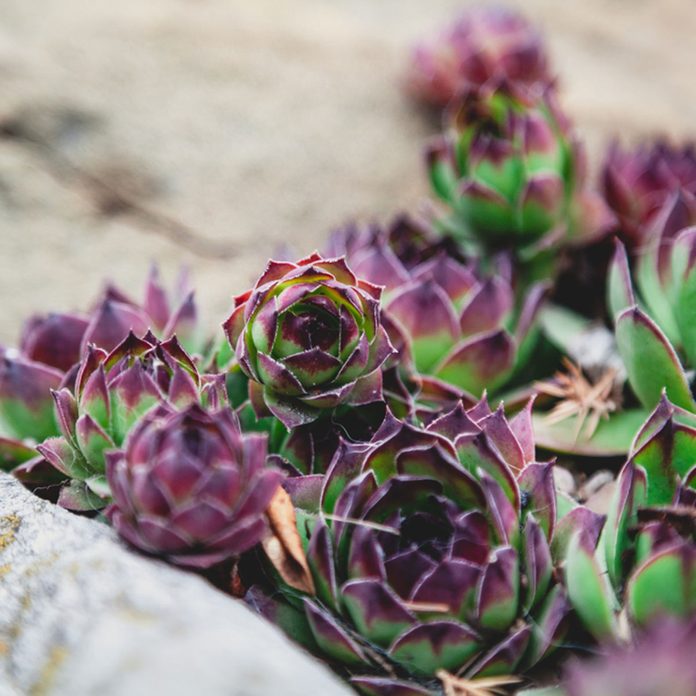 succulent plants