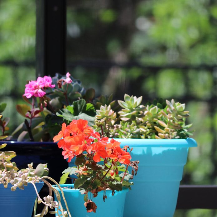 Potted Vignette