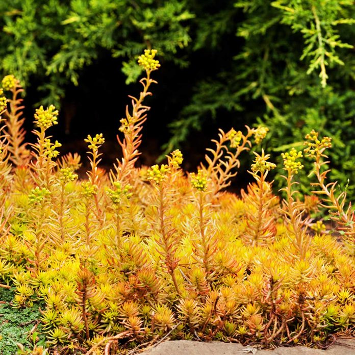 groundcover