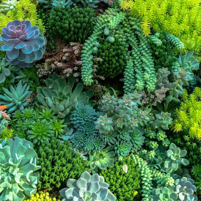 mini garden