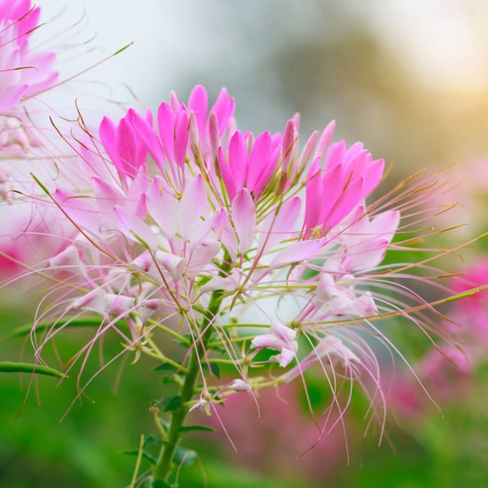 cleome wildflower