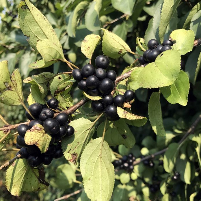 buckthorn