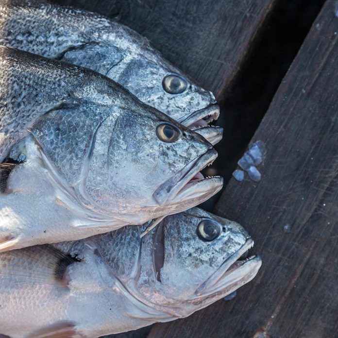 fish