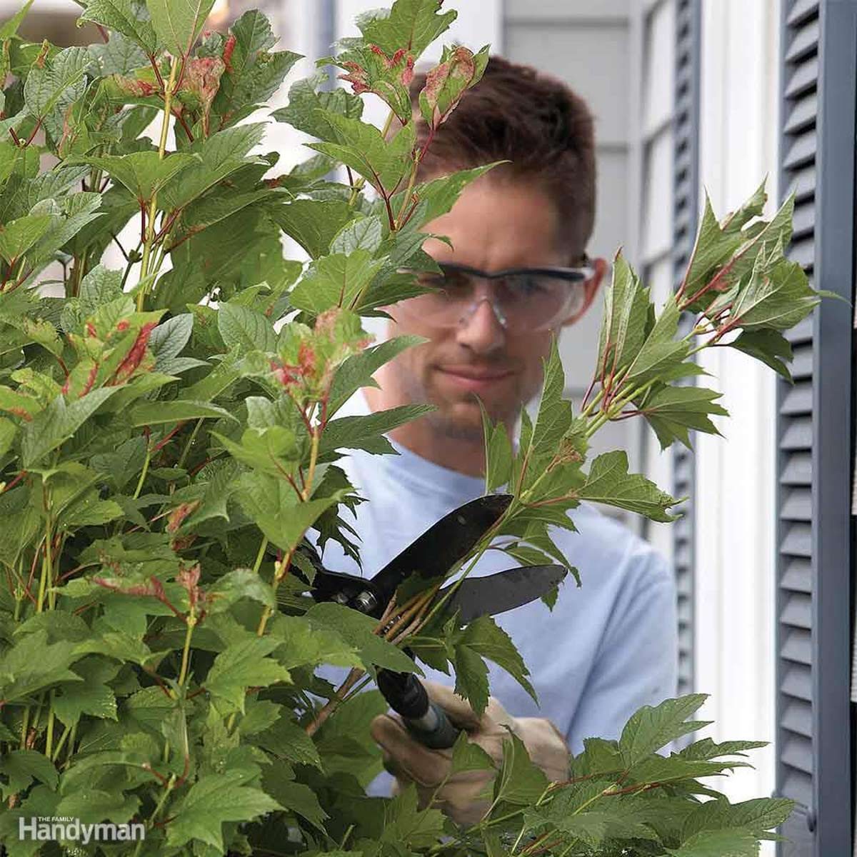 A man trims a bush with pruning shears in a residential setting, focused on maintaining the plant amidst green leaves and a house backdrop.