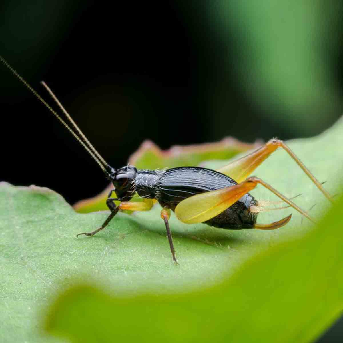 Crickets