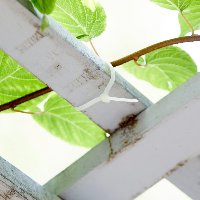 zip-tie vine winder HH