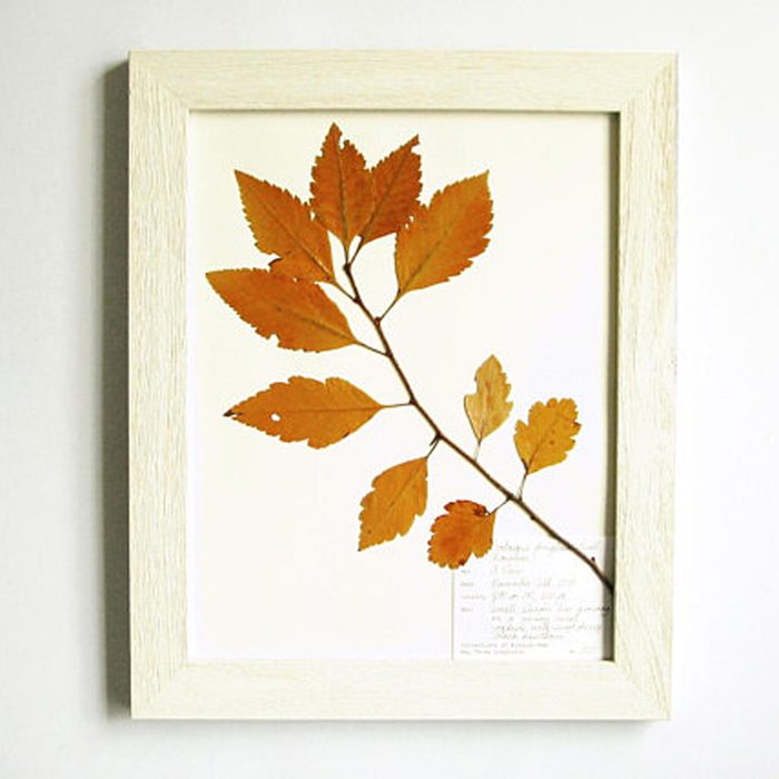 frame