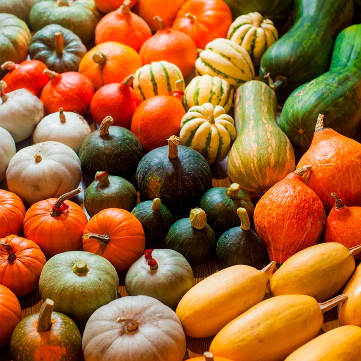 squash
