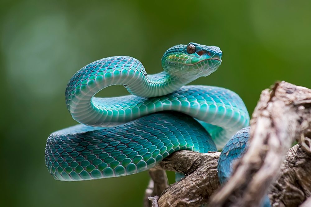 snake