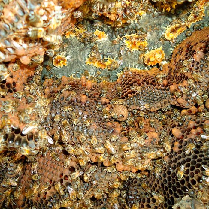 nest