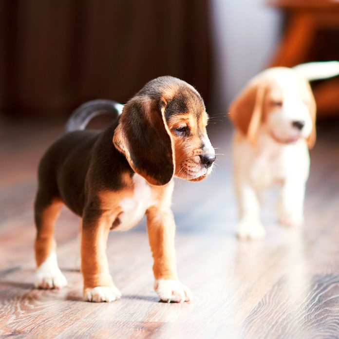 dog