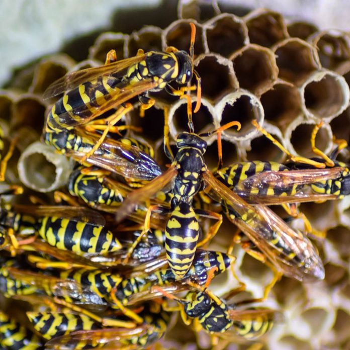 bee