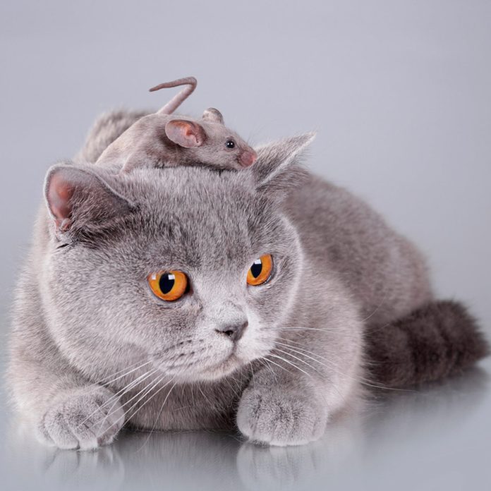 cat