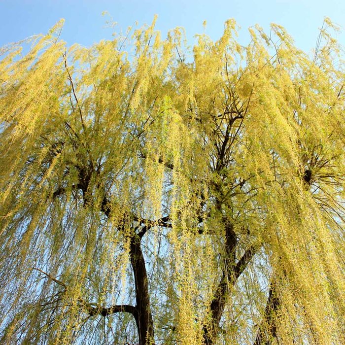 willow