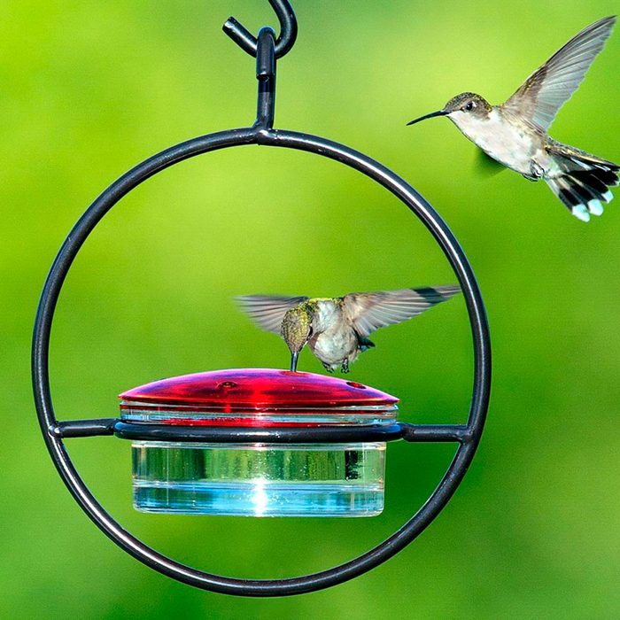 A hummingbird hovers near a red and clear feeder, sipping nectar, surrounded by lush green foliage in a bright, sunny environment.