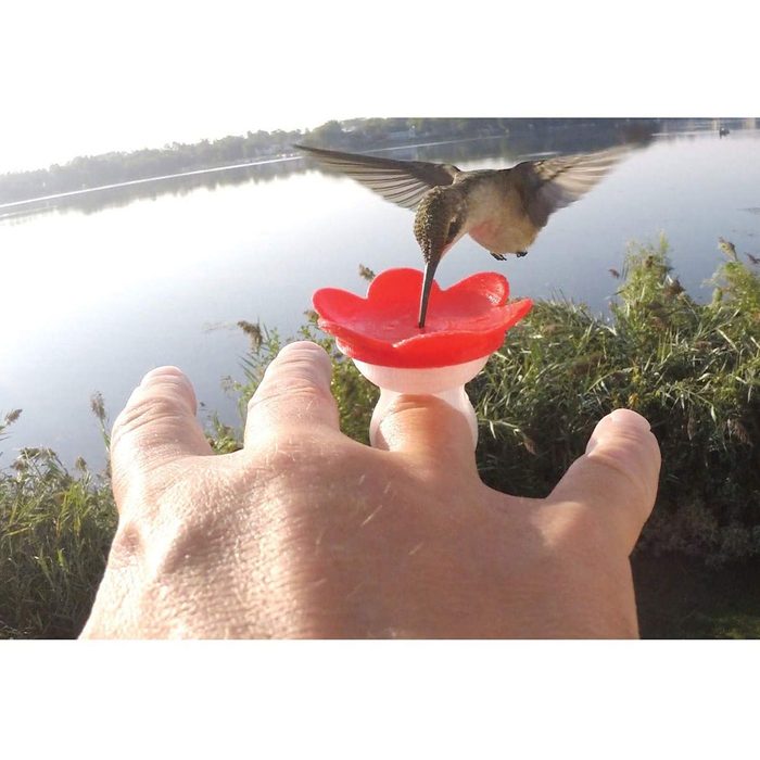 A hand holds a red flower-shaped feeder while a hummingbird hovers above it, extracting nectar near a calm lake with greenery in the background.