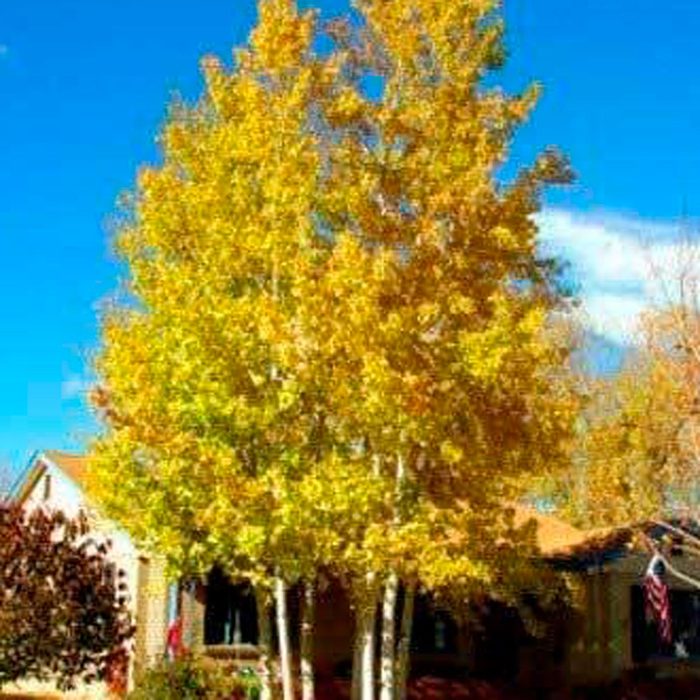 Aspen