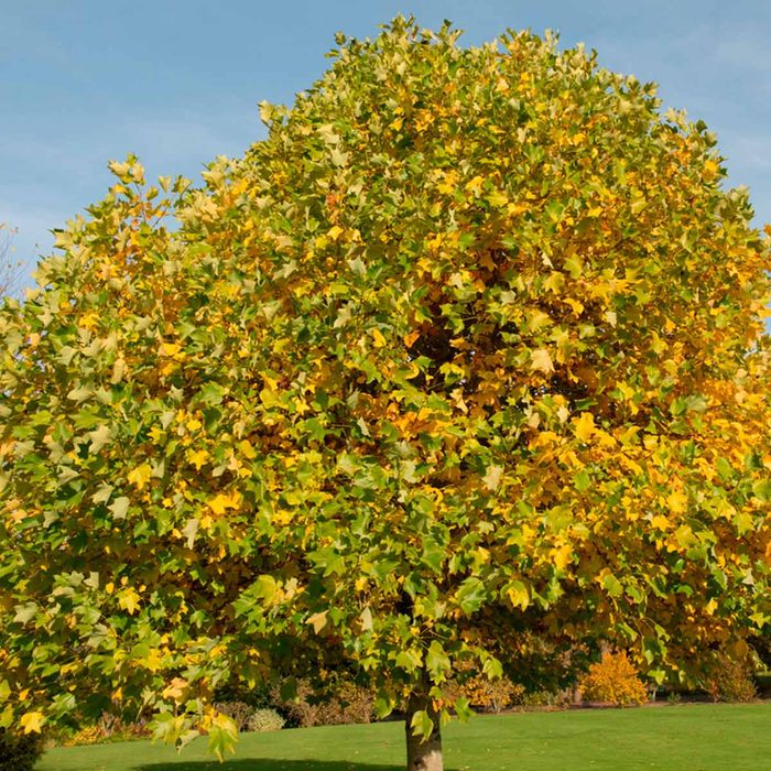 Poplar