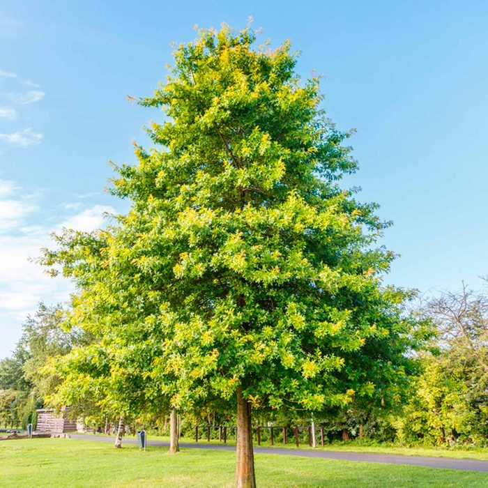 Oak