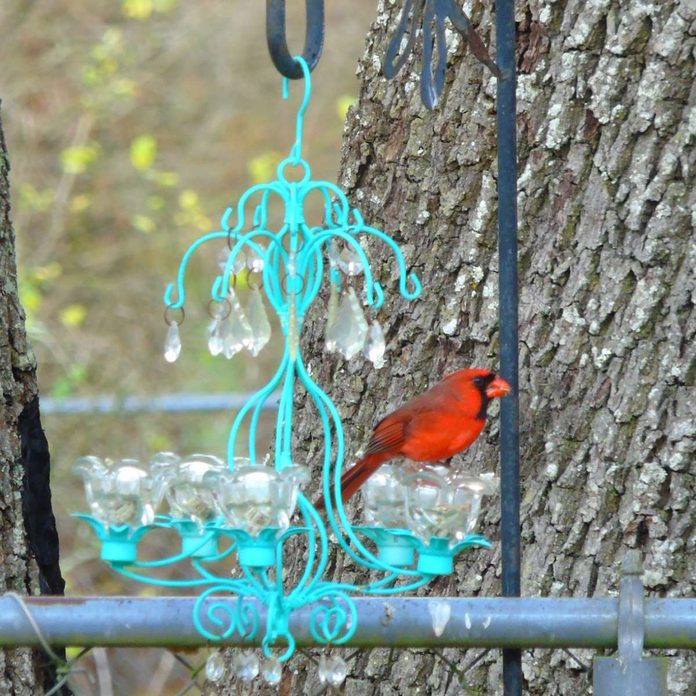 Chandelier-Bird-Feeder