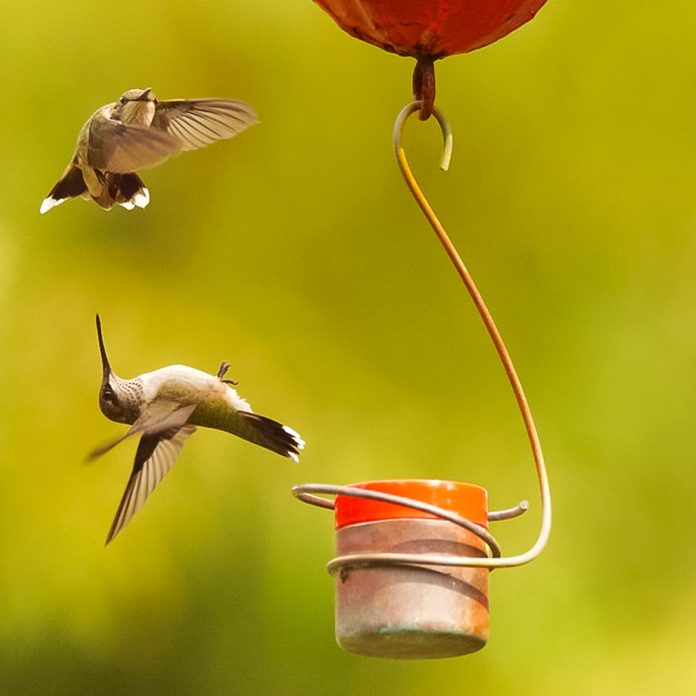 Hummingbird