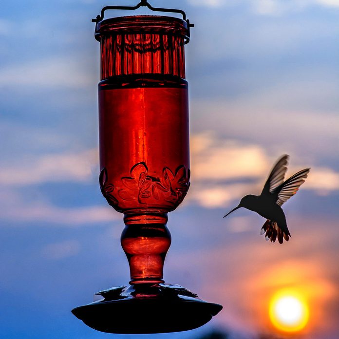 Hummingbird-Bird-Feeder