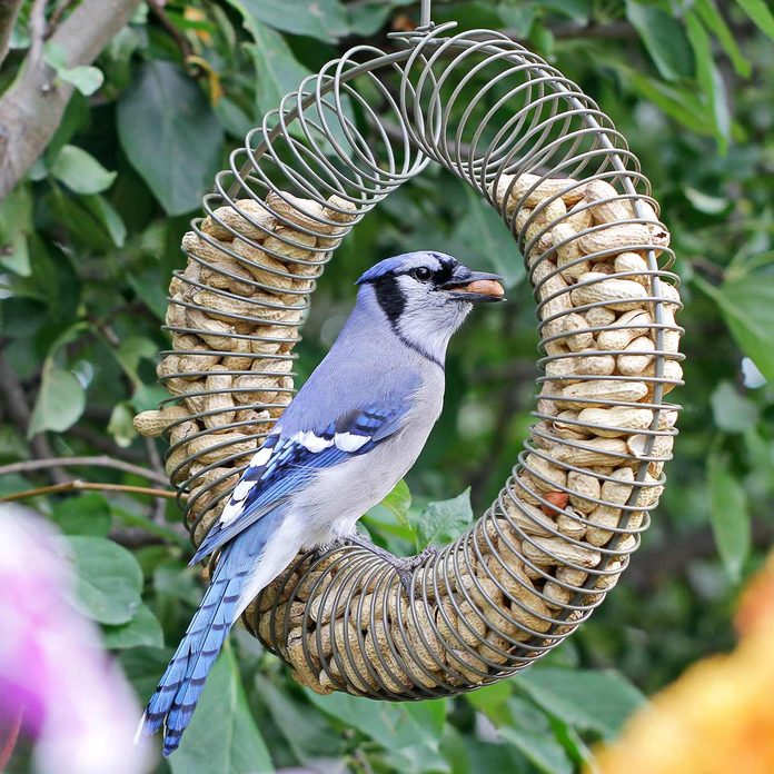Peanut-Feeder