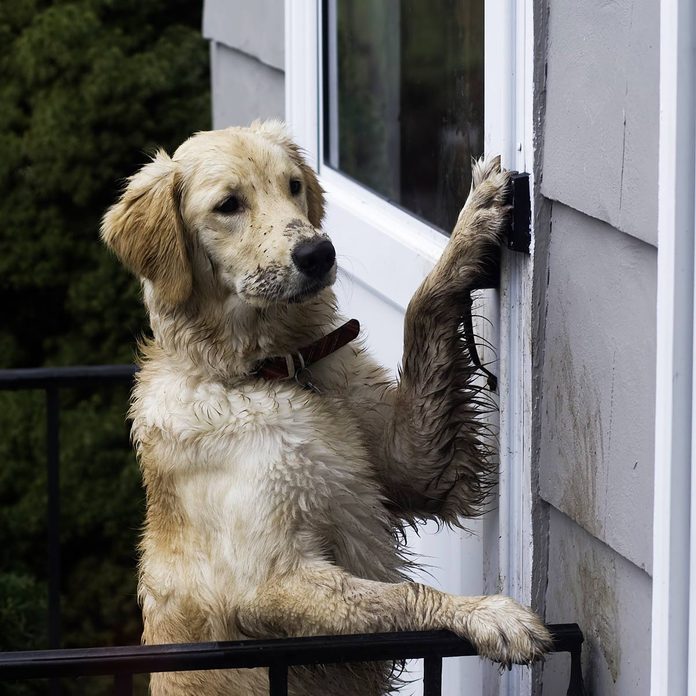dog
