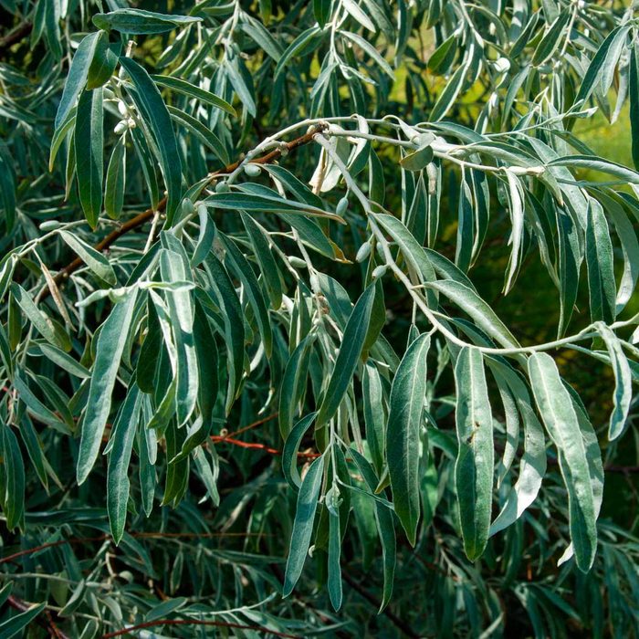 Leaf