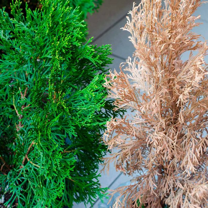 thuja