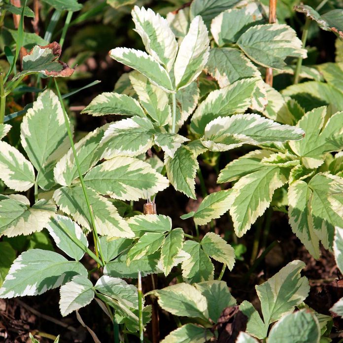 Foliage
