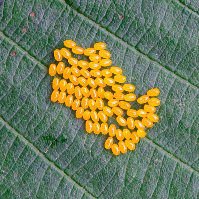 Eggs