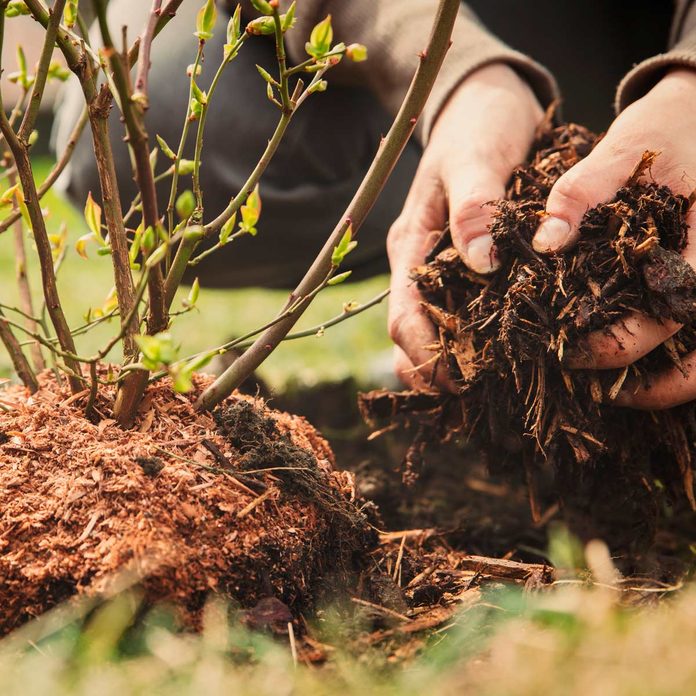 planting
