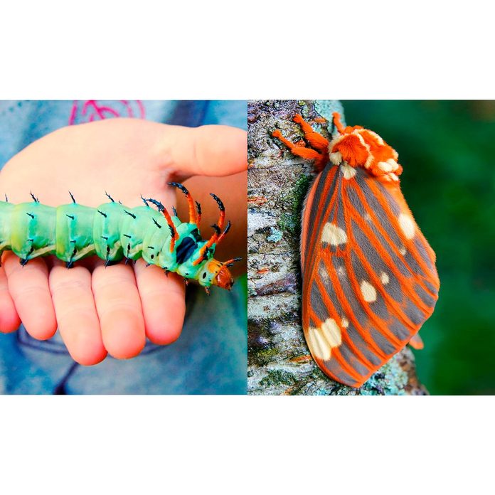 Regal-Moth